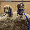 American Doxie Stars and Stripes Adjustable Dog Harness
