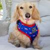 American Doxie Stars and Stripes 4-Piece Bundle Set (30% Savings)