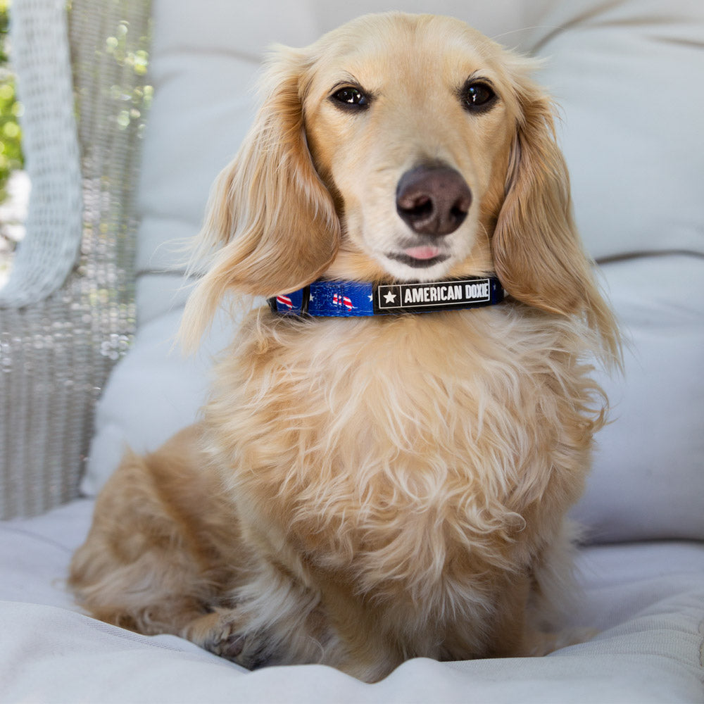American Doxie Stars and Stripes Dog Collar