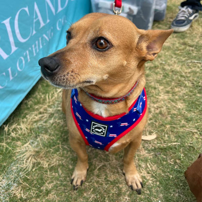 American Doxie Stars and Stripes Adjustable Dog Harness