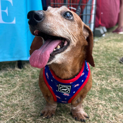 American Doxie Stars and Stripes Adjustable Dog Harness