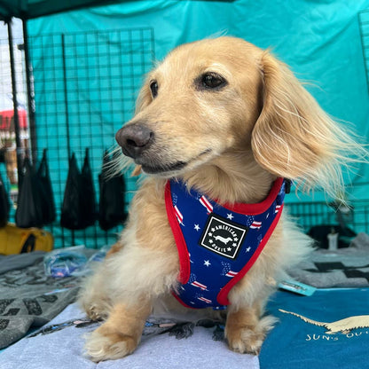American Doxie Stars and Stripes Adjustable Dog Harness