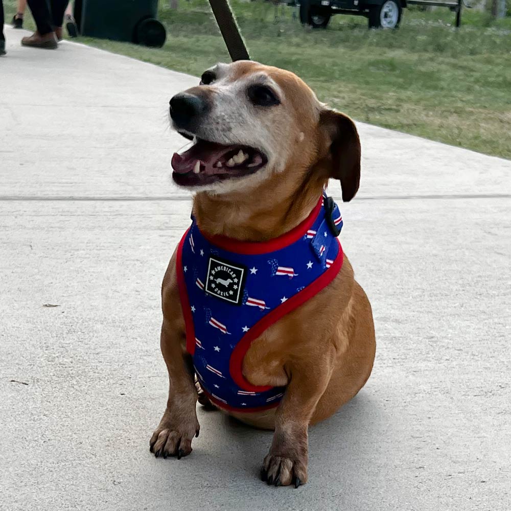 American Doxie Stars and Stripes Adjustable Dog Harness