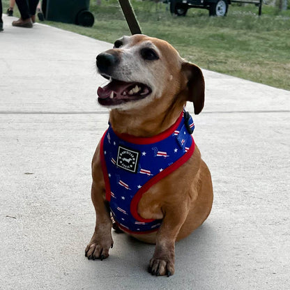 American Doxie Stars and Stripes Adjustable Dog Harness