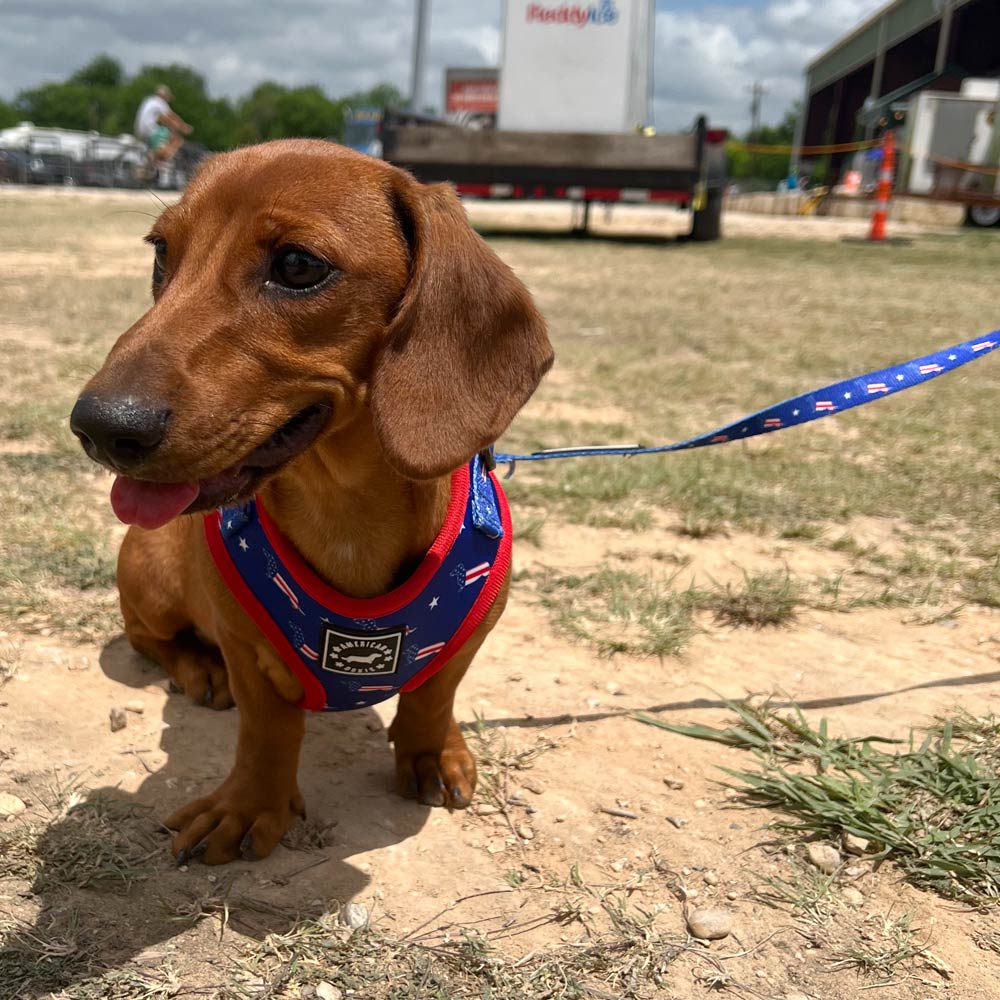 American Doxie Stars and Stripes Adjustable Dog Harness