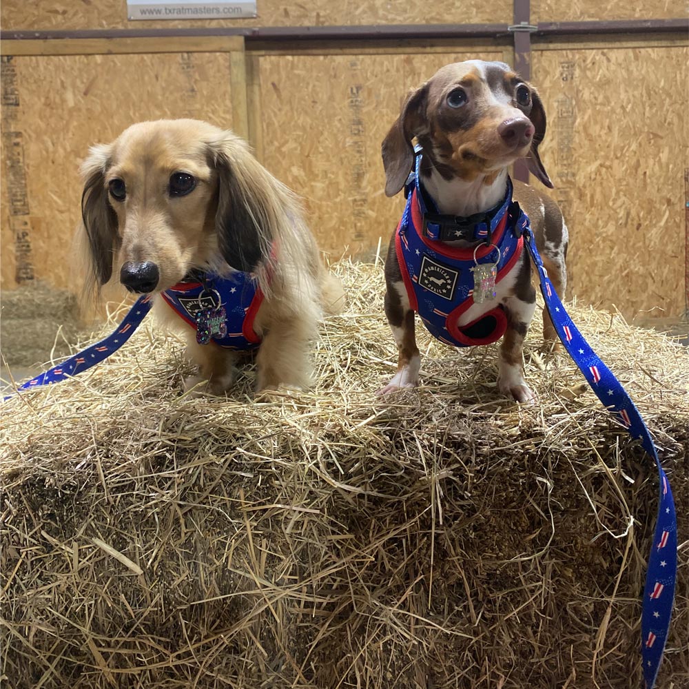 American Doxie Stars and Stripes Dog Leash