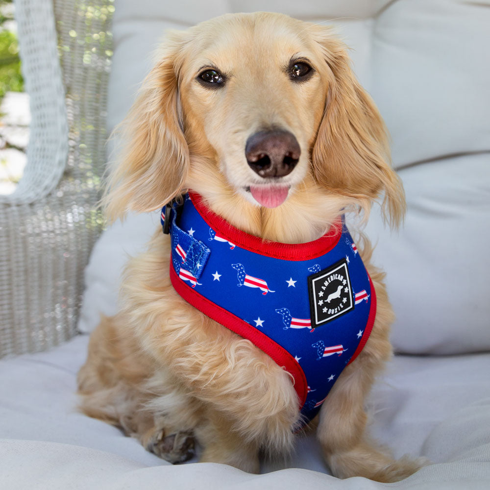 American Doxie Stars and Stripes Adjustable Dog Harness