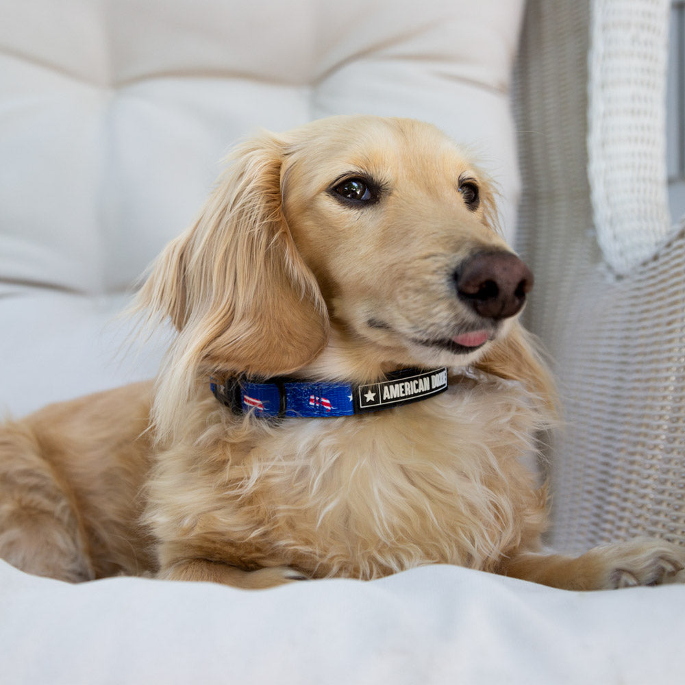American Doxie Stars and Stripes Dog Collar