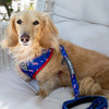 American Doxie Stars and Stripes Dog Leash