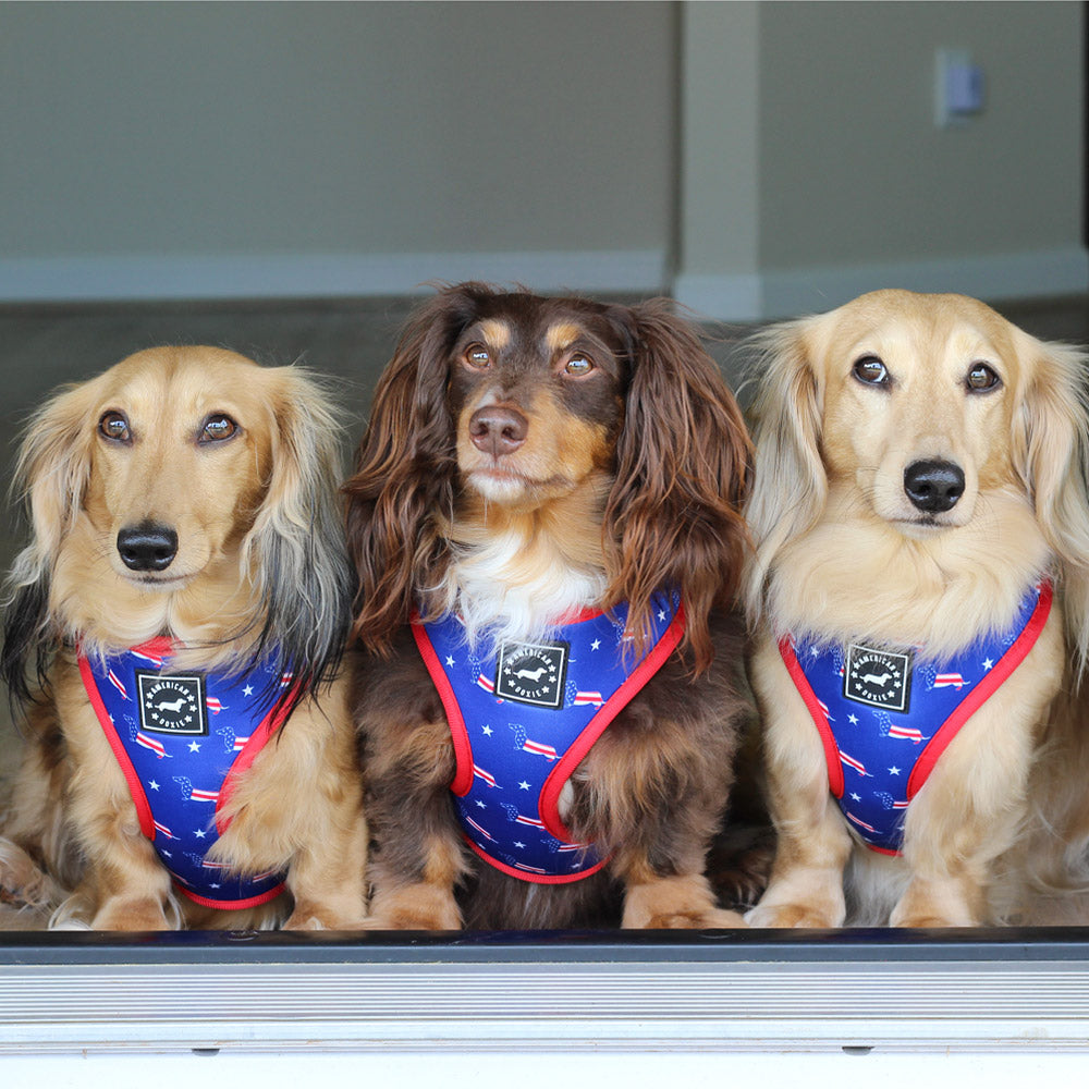 American Doxie Stars and Stripes Adjustable Dog Harness
